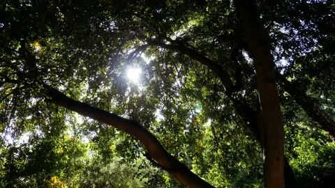 Tall tree backlit, lush green branches with leaves. Stock Footage 155288105