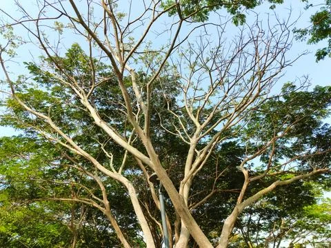 A tall tree with bare branches stands out in the garden among other trees t.. Stock Photos
