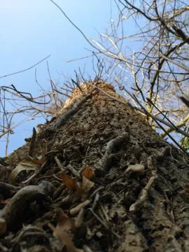 Tall Tree Bark Stock Photos
