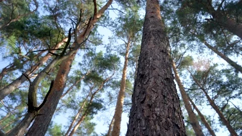 Tall tree with bark in a pine forest. Bottom view branches and sun Stock Footage 207439886