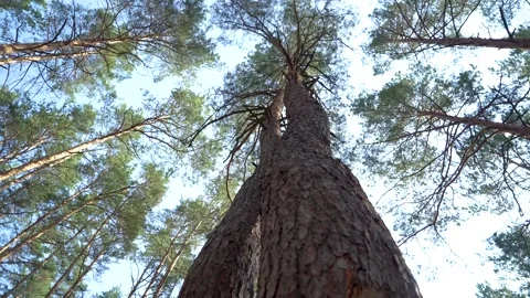 Tall tree with bark in a pine forest. Bottom view branches and sun Stock Footage 207440362