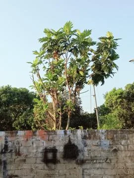 Tall Tree Behind Graffiti Covered Brick Wall in Urban Area Stock Photos