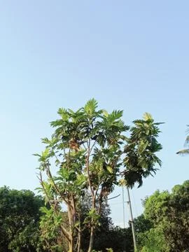 Tall Tree Behind Graffiti Covered Brick Wall in Urban Area Foto stock