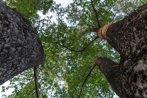 Tall tree from Below Stock-Fotos