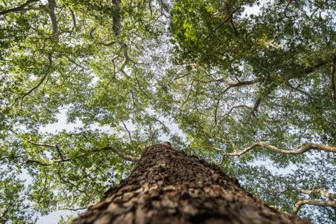 Tall tree from Below Stock-Fotos