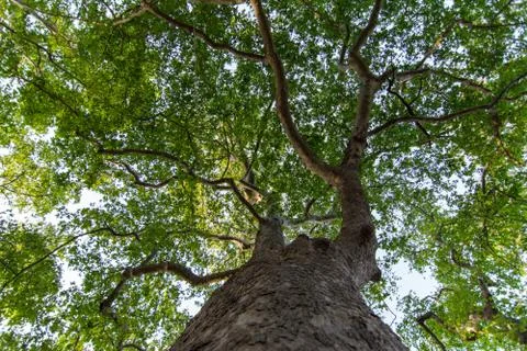 Tall tree from Below Stock-Fotos