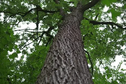 Tall tree from below Stock Photos