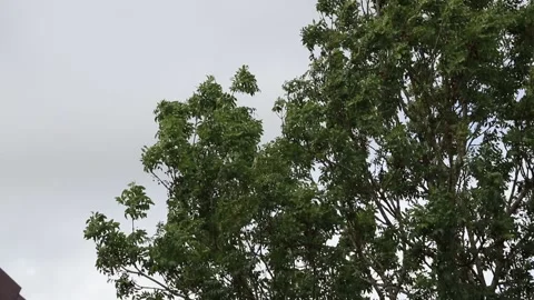 Tall tree blowing leaves around in stormy weather 库存影片 138027720