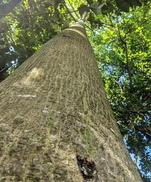 A tall tree from bottom Stock Photos