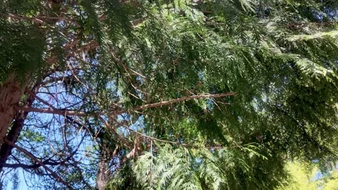 Tall tree branches with green leaves swaying in the wind Stock Footage 339270546