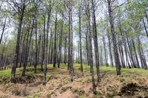 Tall tree branches on mountain slopes Stock Photos