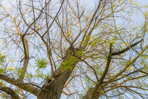 Tall tree branches stretching toward blue spring sky with fresh green leave.. Фото