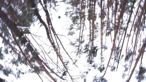 Tall tree branches in winter with rotation 動画素材 148493287