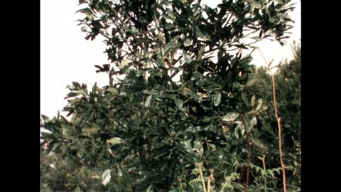 Tall Tree with Broad Leaves Stock Footage 278240553