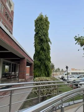 Tall Tree by Building Stock Photos