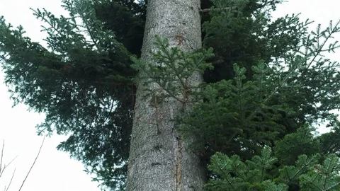 Tall tree. The camera moves on a tree top, Carpathians Ukraine Stock Footage 102784764
