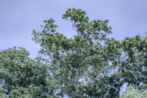 Tall Tree Canopy with Clear Blue Sky Above the Park Stock Photos