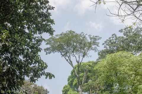 Tall Tree Canopy Framing Bright Tropical Sky Stock Photos