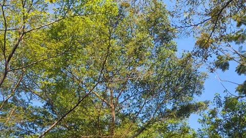 Tall tree canopy leaf rustle in nature park for calm environment 库存影片 344256975