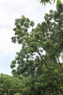 Tall Tree Canopy Reaching Sky Vertical Nature Background with Copy Space Stock Photos