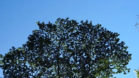 Tall Tree Canopy in the Wind Video stock 327575753