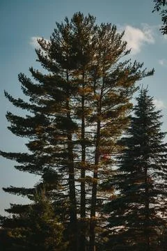 A   tall   tree   captures   the   sunlight   through   branches Stock Photos