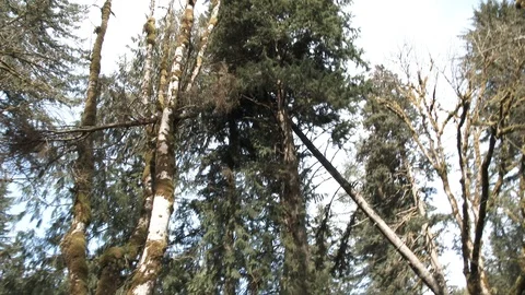 Tall Tree Comes Crashing Down Stock Footage 105122632