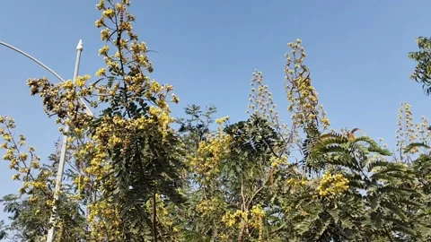 Tall tree covered with yellow blossoms under a clear blue sky. Stock Footage 325033058