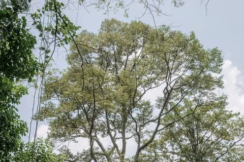 Tall Tree Crown Against Bright Tropical Sky Stock Photos