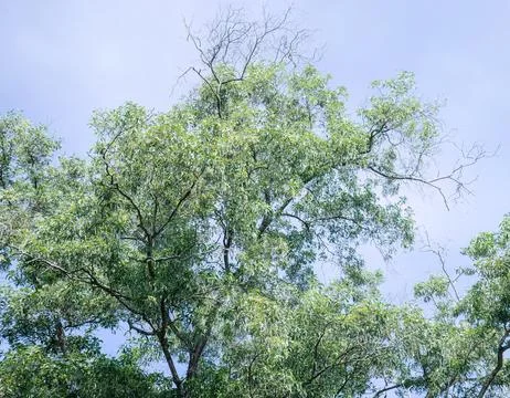 Tall Tree Crown with Dry Branches Against Blue Sky Stock Photos