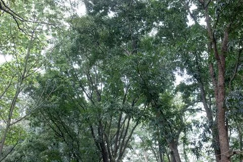 Tall tree crowns with dense canopy viewed from below Stock Photos