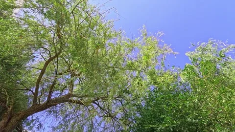 Tall tree crowns moving slightly against clear summer sky Stockbeeldmateriaal 318068661