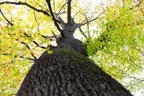 Tall tree with dark tree bark and moss leaves in green yellow orange autumn c Stock Photos