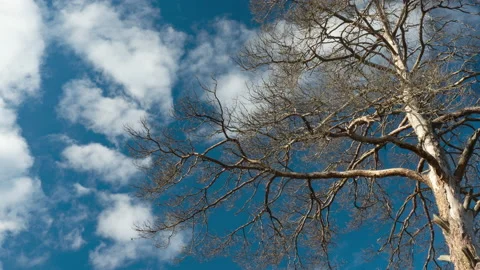 A tall tree that died because of human activity Stock Footage 207497392