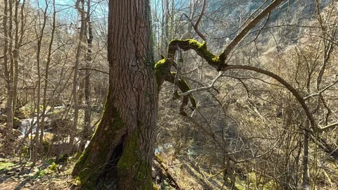 Tall Tree with Distant Stream – Slow Upward Shot Autumn Video stock 330660558