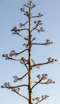 Tall tree with few branches making interesting design pattern Stock Photos