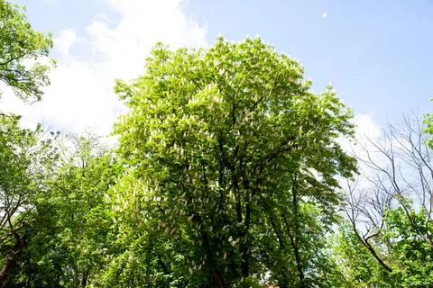 A tall tree filled with clusters of white flowers stands against a blue sky. Stock Photos