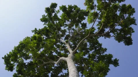 Tall Tree with Foliage Stock Footage 333914912