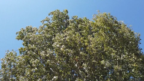 Tall tree, foliage rustles from a strong wind. Sunny day. Vídeos de archivo 115787480