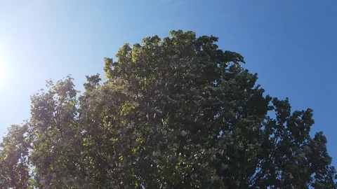 Tall tree, foliage rustles from a strong wind. Sunny day - 2 動画素材 115787528