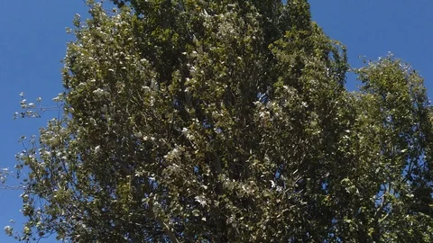 Tall tree, foliage rustles from a strong wind. Sunny day - 3 動画素材 115787548