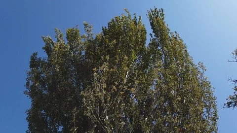 Tall tree, foliage rustles from a strong wind. Sunny day - 4 Vídeos de archivo 115787633
