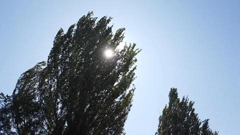 Tall tree, foliage rustles from a strong wind. 動画素材 115787704