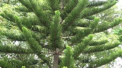 Tall Tree Stock Footage 7902673