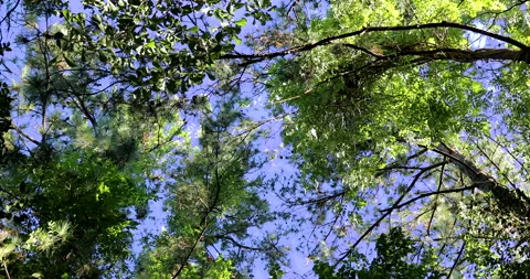 Tall Tree Vídeos de archivo 132766709