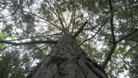 Tall Tree Video stock 155470172