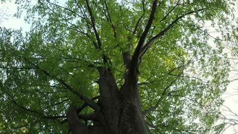 A tall tree Stock Footage 156563007