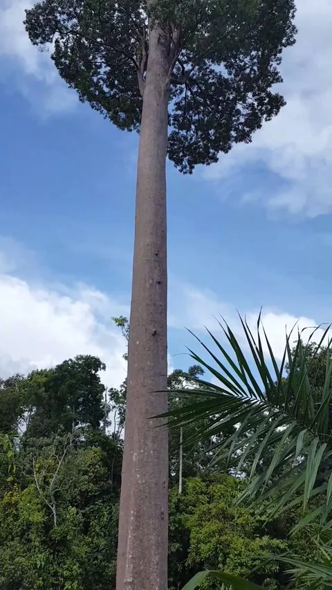 Tall Tree Stock Footage 234866250