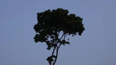Tall Tree Vidéo 333916953