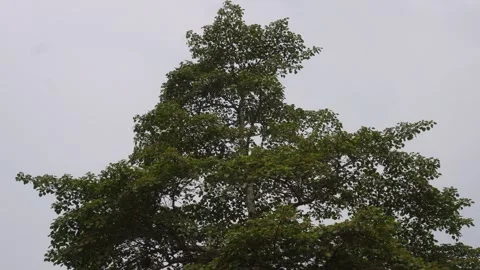Tall Tree Stock Footage 336683097